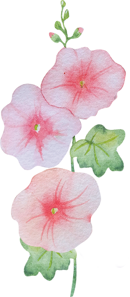 Watercolor hollyhock pink mallow flowers