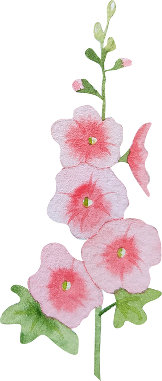 Watercolor hollyhock pink mallow flowers